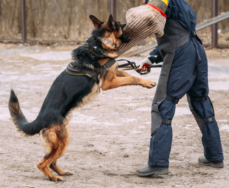 German Shepherd Dog training. Biting dog